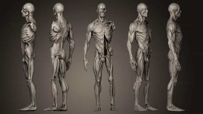 Анатомия скелеты и черепа (Анатомическая модель, ANTM_0194) 3D модель для ЧПУ станка